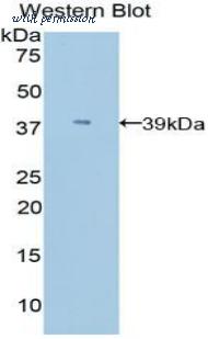 LifeSpan Biosciences LS-C301665 image 1
