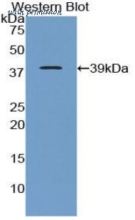LifeSpan Biosciences LS-C301670 image 1