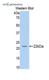 LifeSpan Biosciences LS-C301816 image 1