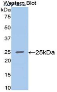 LifeSpan Biosciences LS-C301942 image 1