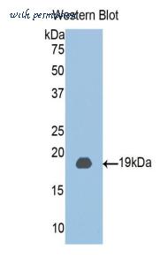 LifeSpan Biosciences LS-C301972 image 1