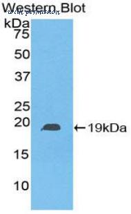 LifeSpan Biosciences LS-C301977 image 1