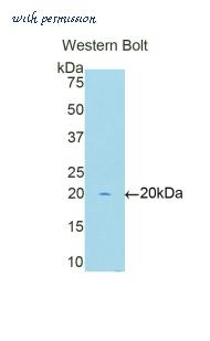 LifeSpan Biosciences LS-C301978 image 1