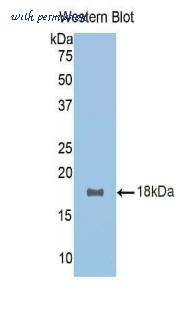 LifeSpan Biosciences LS-C301979 image 1