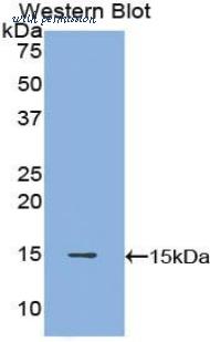 LifeSpan Biosciences LS-C301981 image 1