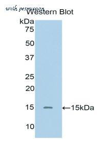 LifeSpan Biosciences LS-C301983 image 1