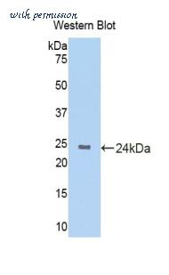 LifeSpan Biosciences LS-C301986 image 1