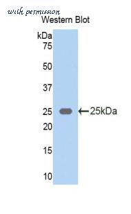 LifeSpan Biosciences LS-C301987 image 1