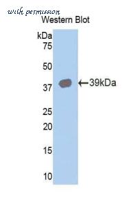 LifeSpan Biosciences LS-C301990 image 1