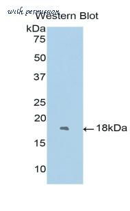 LifeSpan Biosciences LS-C301991 image 1