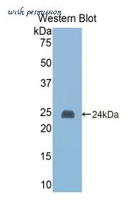 LifeSpan Biosciences LS-C301997 image 1