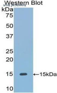LifeSpan Biosciences LS-C302159 image 1