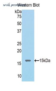 LifeSpan Biosciences LS-C303296 image 1