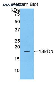 LifeSpan Biosciences LS-C303297 image 1