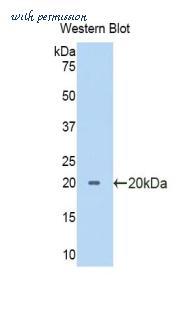 LifeSpan Biosciences LS-C303299 image 1