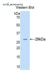 LifeSpan Biosciences LS-C303300 image 1