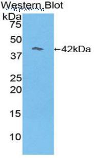 LifeSpan Biosciences LS-C303303 image 1