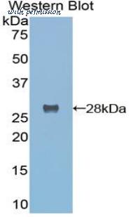 LifeSpan Biosciences LS-C303304 image 1