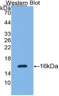 LifeSpan Biosciences LS-C303306 image 1