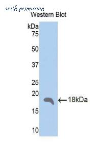 LifeSpan Biosciences LS-C303307 image 1