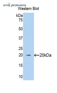 LifeSpan Biosciences LS-C303308 image 1