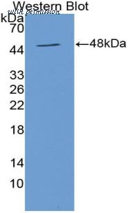 LifeSpan Biosciences LS-C303314 image 1