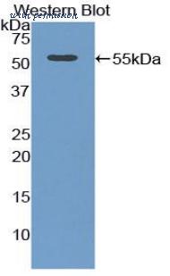 LifeSpan Biosciences LS-C303315 image 1