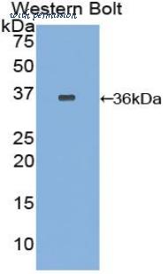 LifeSpan Biosciences LS-C303320 image 1