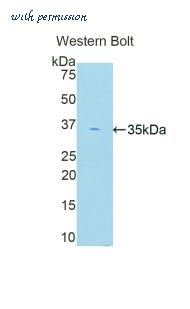 LifeSpan Biosciences LS-C303323 image 1