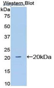 LifeSpan Biosciences LS-C303325 image 1