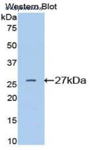 LifeSpan Biosciences LS-C303326 image 1