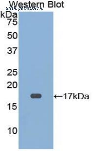 LifeSpan Biosciences LS-C303328 image 1