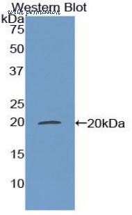 LifeSpan Biosciences LS-C303329 image 1