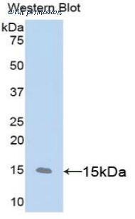 LifeSpan Biosciences LS-C303331 image 1