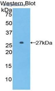 LifeSpan Biosciences LS-C303334 image 1