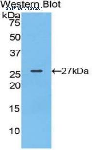 LifeSpan Biosciences LS-C303545 image 1