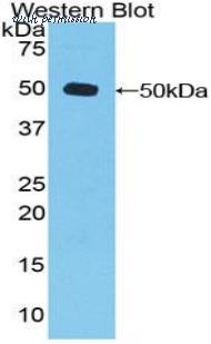 LifeSpan Biosciences LS-C303549 image 1