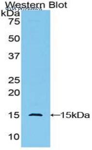LifeSpan Biosciences LS-C303550 image 1