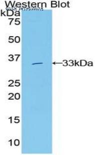 LifeSpan Biosciences LS-C303551 image 1