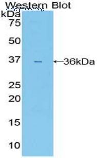LifeSpan Biosciences LS-C303552 image 1