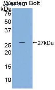 LifeSpan Biosciences LS-C303553 image 1