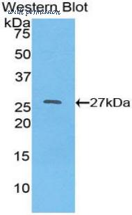 LifeSpan Biosciences LS-C303554 image 1