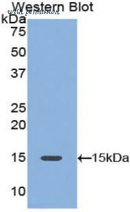 LifeSpan Biosciences LS-C303555 image 1