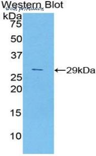 LifeSpan Biosciences LS-C303556 image 1