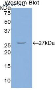 LifeSpan Biosciences LS-C303559 image 1