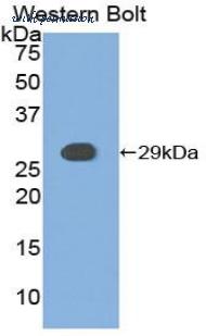 LifeSpan Biosciences LS-C303561 image 1