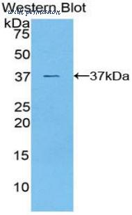 LifeSpan Biosciences LS-C303563 image 1