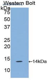 LifeSpan Biosciences LS-C303565 image 1