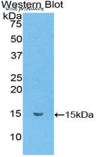 LifeSpan Biosciences LS-C303566 image 1