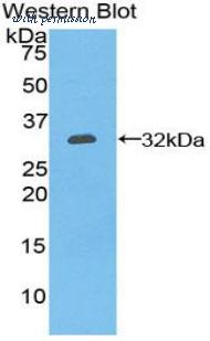LifeSpan Biosciences LS-C303568 image 1